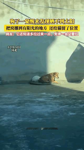 “解释不清了！”河北，一狗狗和猫咪晒太阳，一觉醒来发现太阳晒不到了。不料，狗狗拉