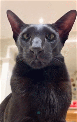 这只猫有王者之气 ​​​