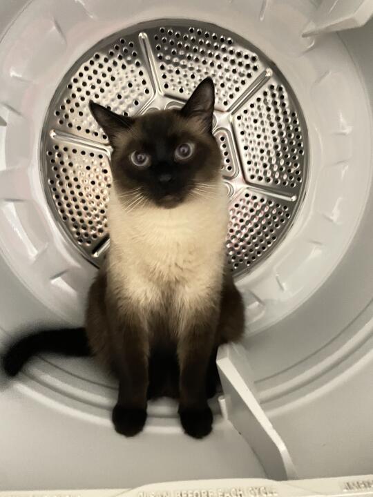 还修得好吗，师傅🐱