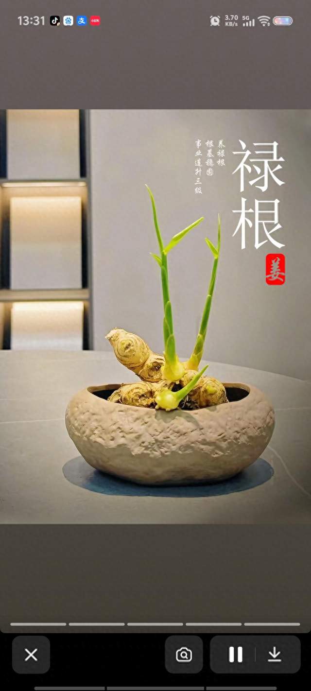 家里养盆生姜，好处远比想象的多