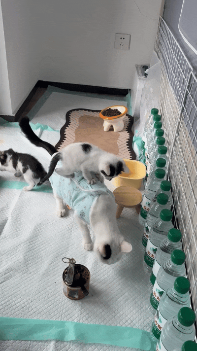 妈呀瞅瞅这小奶猫也太会撒娇了！赖在猫妈妈背上不下来，妥妥专属专属小坐骑，非要妈妈