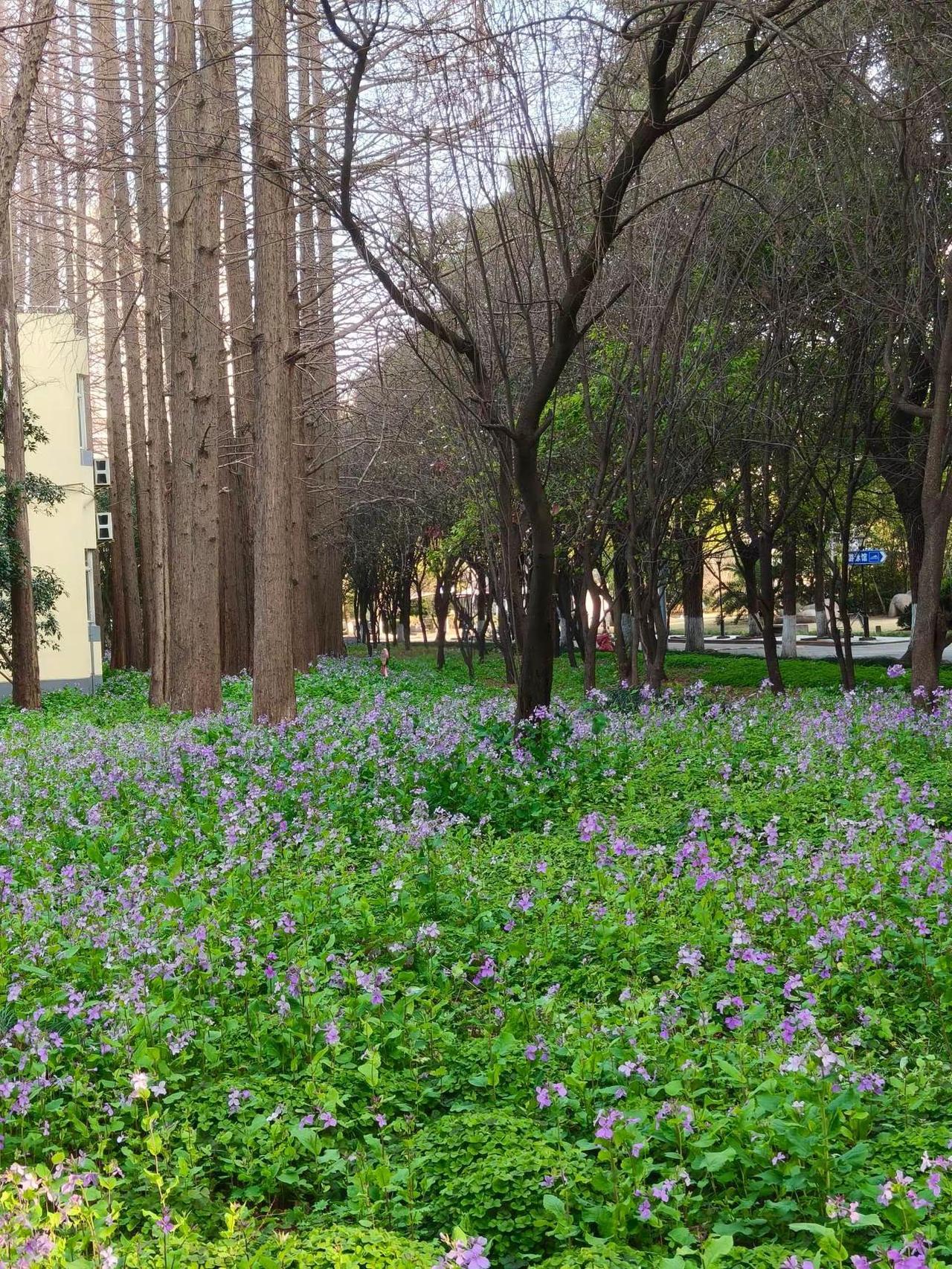 校园随拍 二月兰花海 我的摄影日记