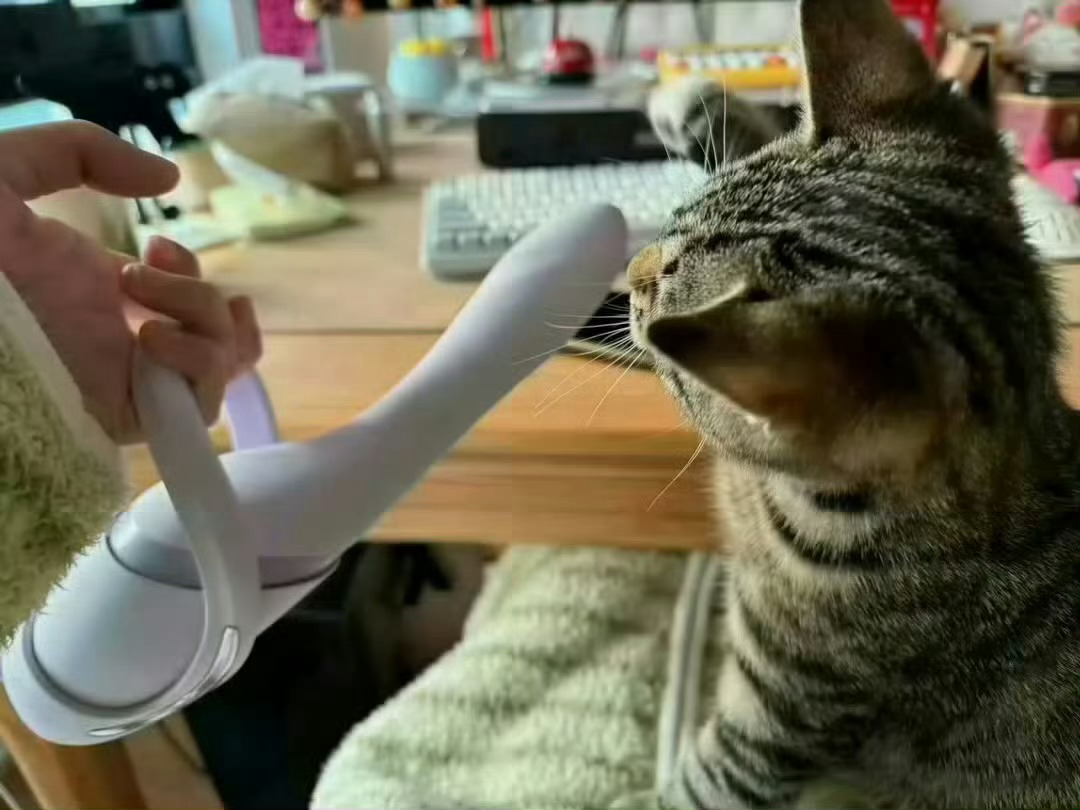好好玩的逗猫棒  北海·冠头岭国家森林公园