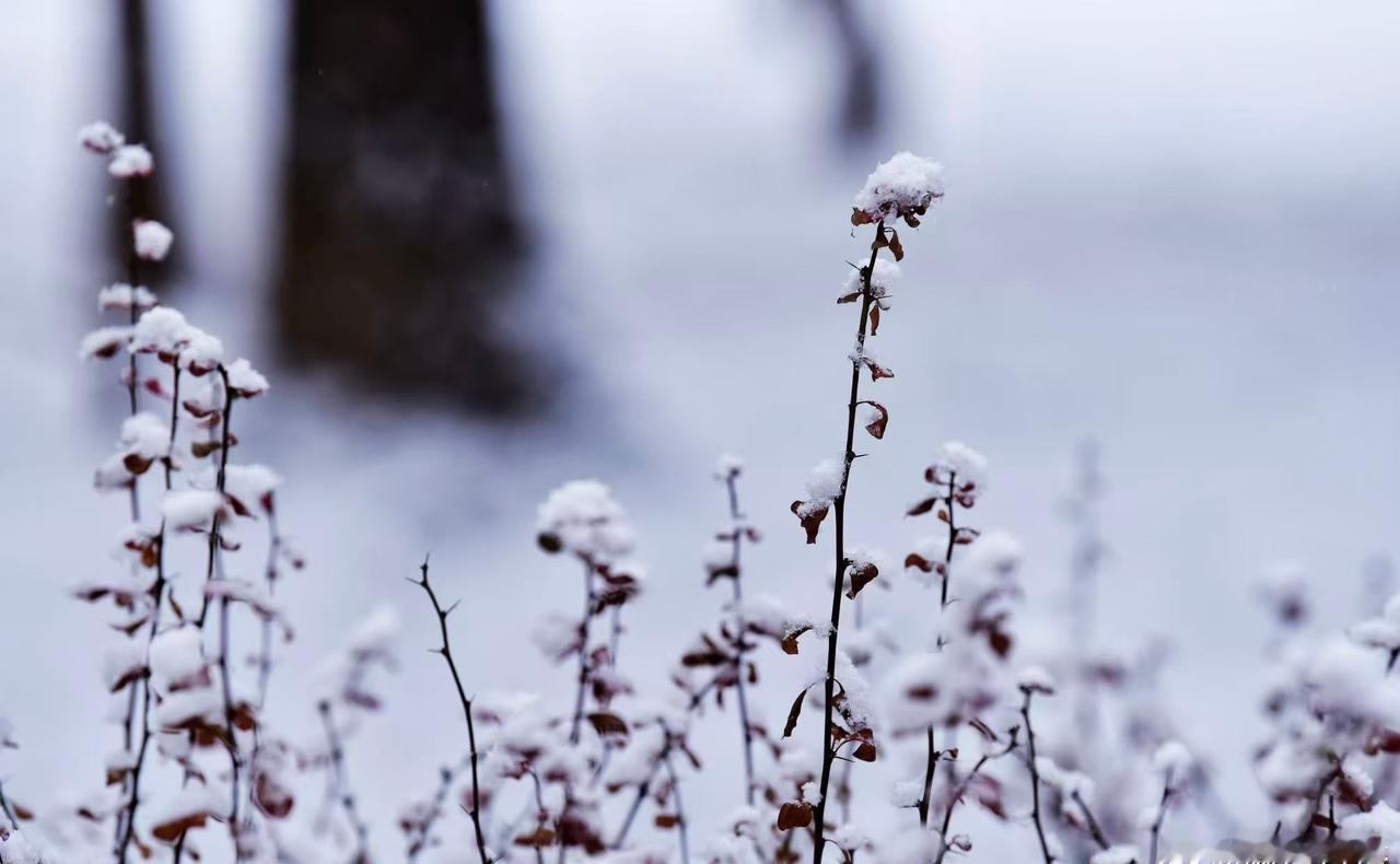辽宁省大连市：琼雪映丹红