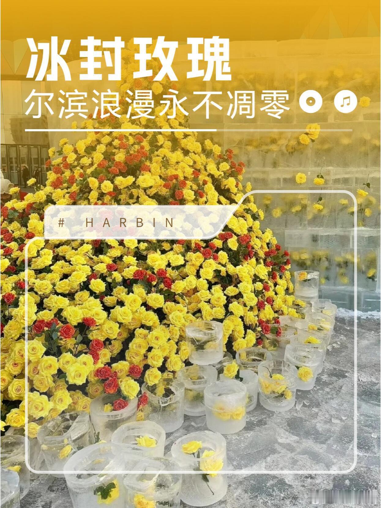 黄玫瑰花语意为:好运 愿你做自己的玫瑰冰封不住的热烈是自由的盛放；生而明媚 肆意