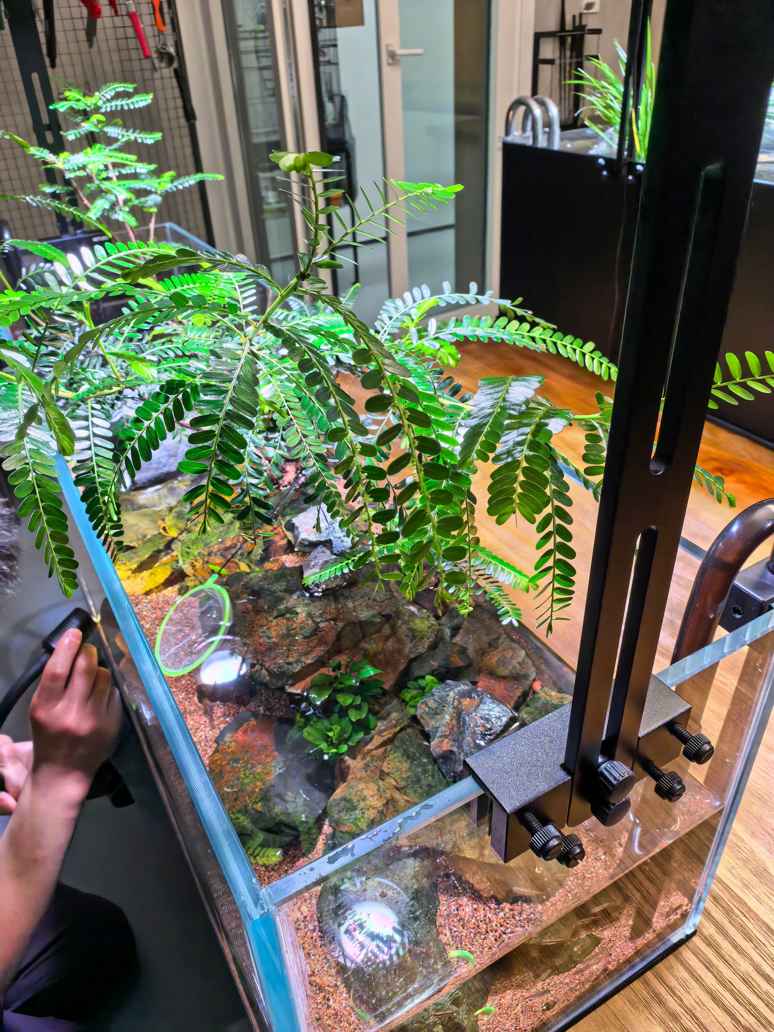 我家水陆缸里种的这个树（海岛叶下珠），竟然开花了！帅！ 