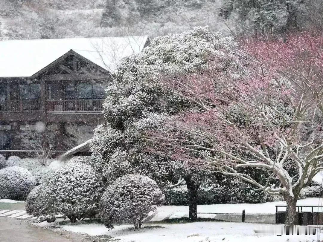 罕见！温州飘起鹅毛大雪。温州人的朋友圈被“下雪了”霸屏。有一种浪漫，叫温州下雪了