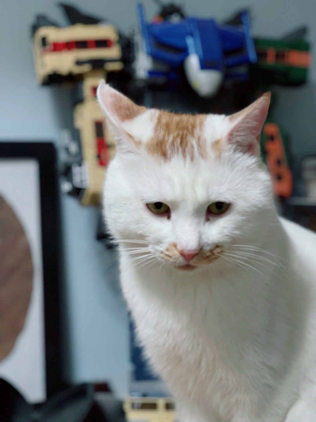 有些猫咪，一看就是男生。比如麦胖。 