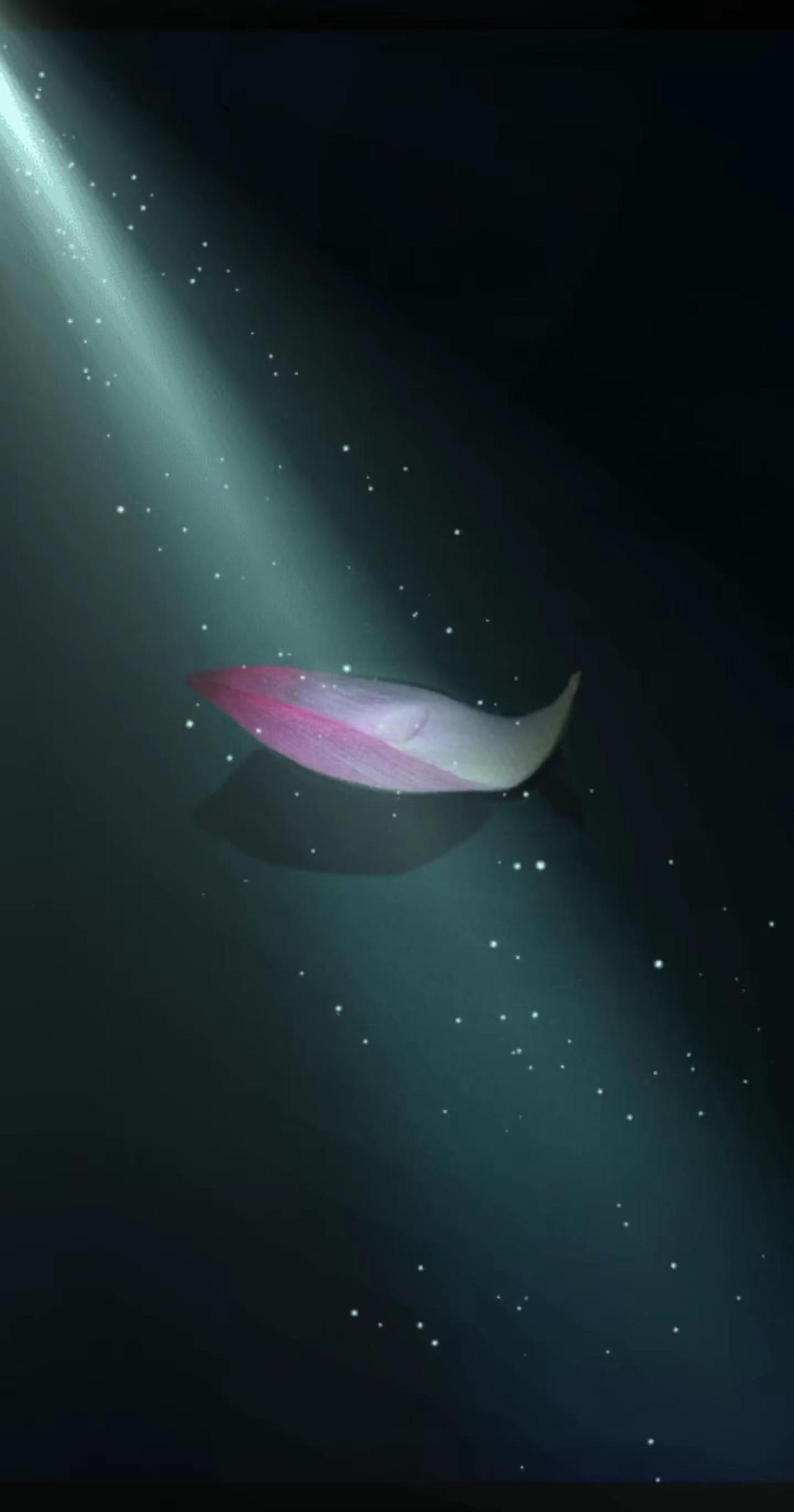 落荷当舟。作品 摄影分享 原创摄影 掉落的花瓣 摄影