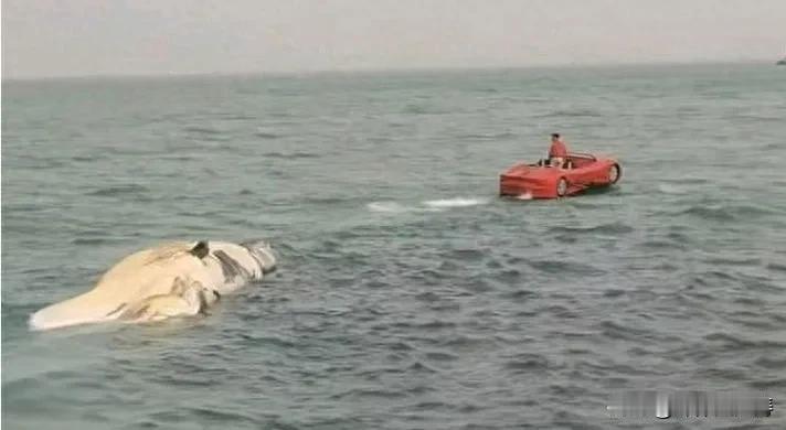 海滩鲸尸引发关注，渔政部门进行无害化处理

近日，在东方市八所港区鱼鳞洲海滩，发