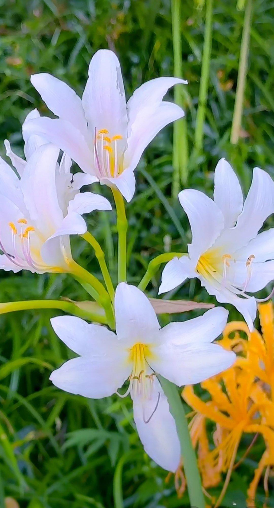 下班路上撞见的小惊喜白得透亮的花瓣配着嫩黄的花蕊，风一吹晃悠悠的，把一天的疲惫都