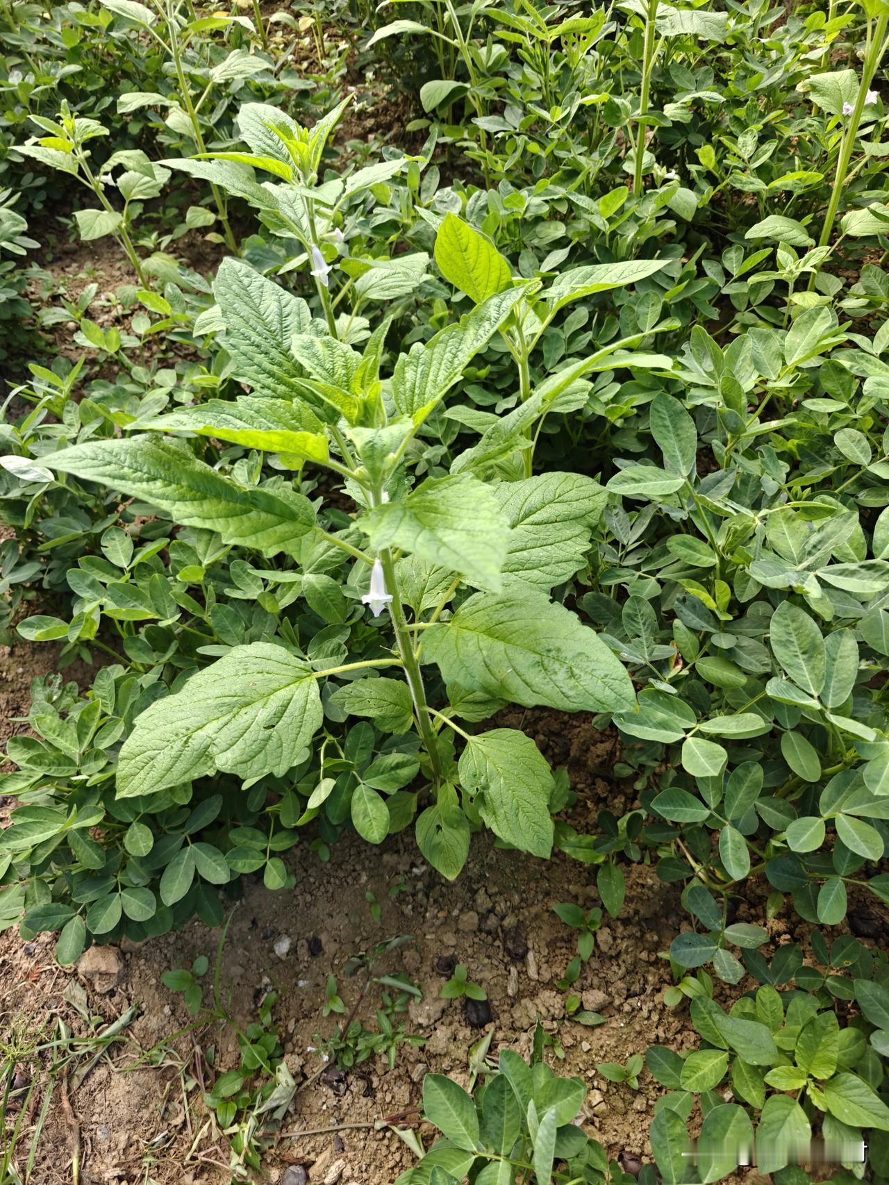 花生地里套种芝麻，结果芝麻长的特别旺。杆子长的像刀疤
种花生时，天气欠佳。花生缺