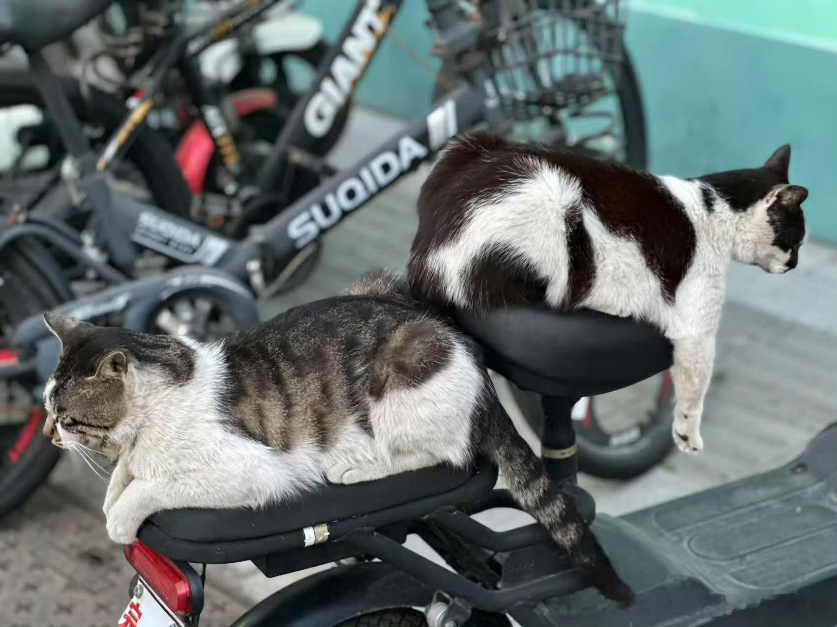 49676【心灵丑】俩猫毫无负担旁若无人地演起王不见王，就是没给人留下一个位置。