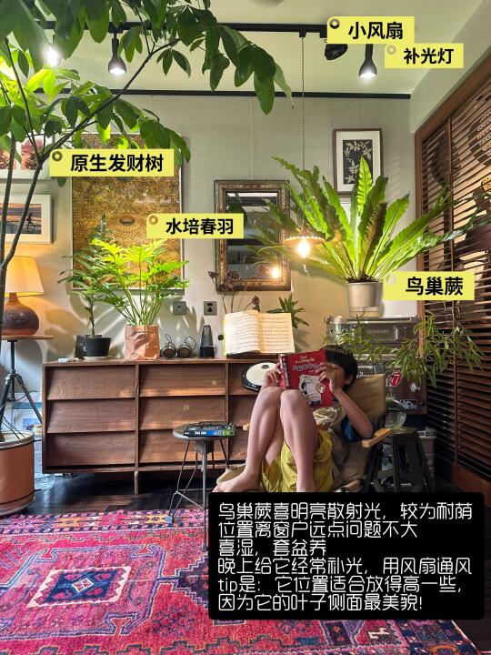 无需高级，只要茂盛｜好养家居植物布置推荐