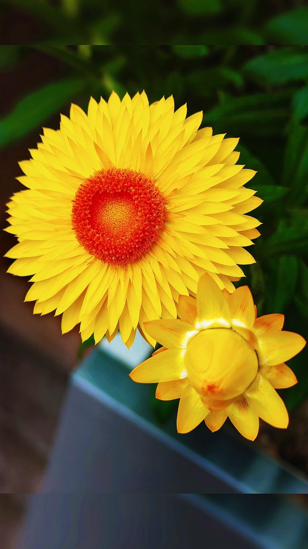 🌸花瓣与阳光共舞，嫩黄是春天的惊叹号！🌼阳光里，花瓣卷着微风轻轻颤动，像无数