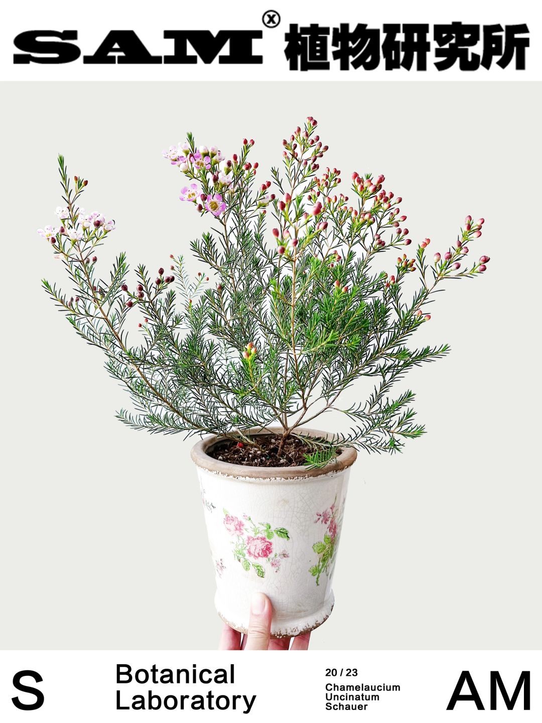 澳洲腊梅｜Chamelaucium Uncinatum Schauer