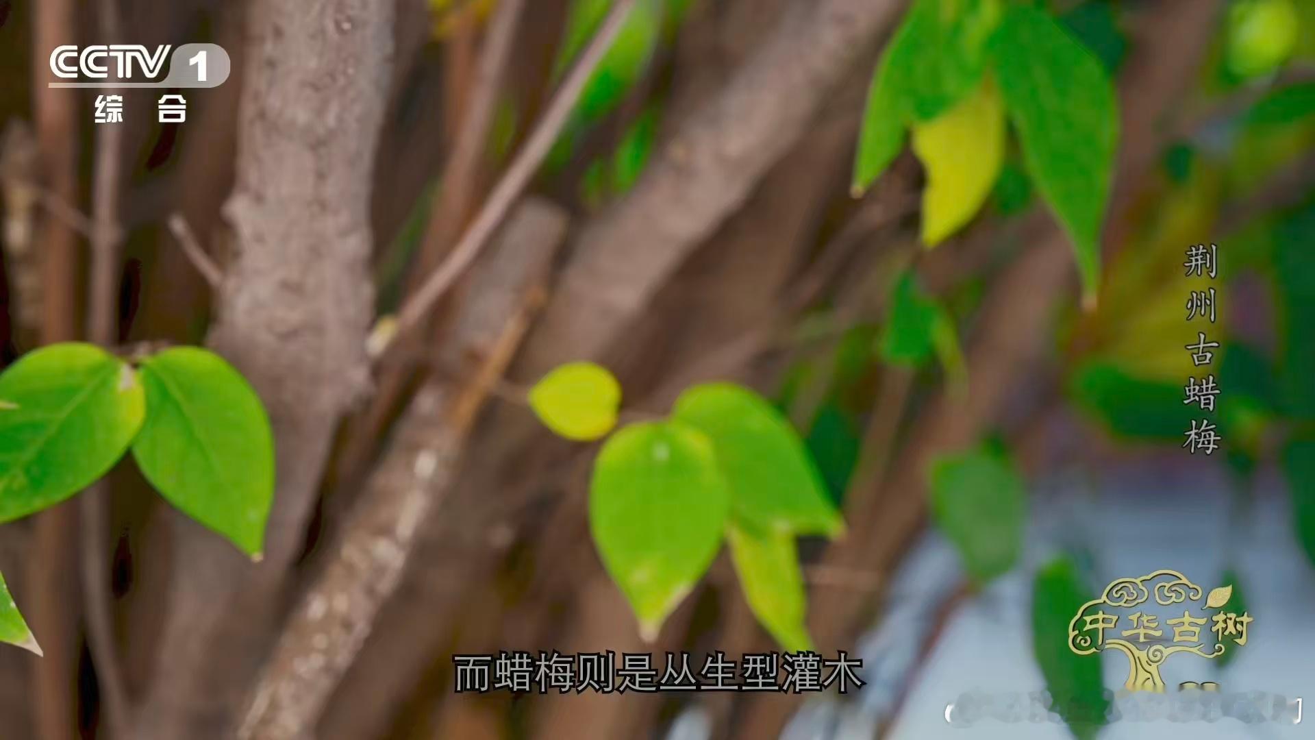 是蜡梅还是腊梅终于分清蜡梅和梅花了 湖北荆州章华寺里，藏着一株两千五百多岁的古蜡