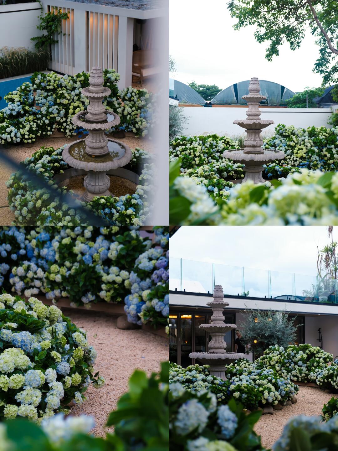 深圳首发｜以一千盆蓝色绣球开启夏日花园