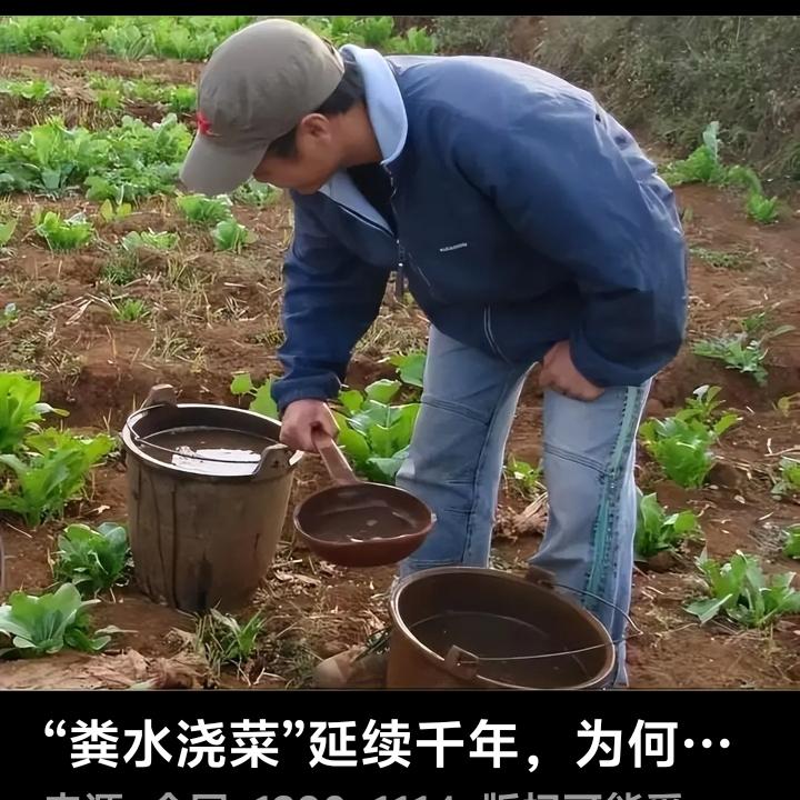 粪水发酵后浇菜安全、脆嫩，这当口又有专家跳出来：
“粪水浇菜不能吃！”
粪水随水