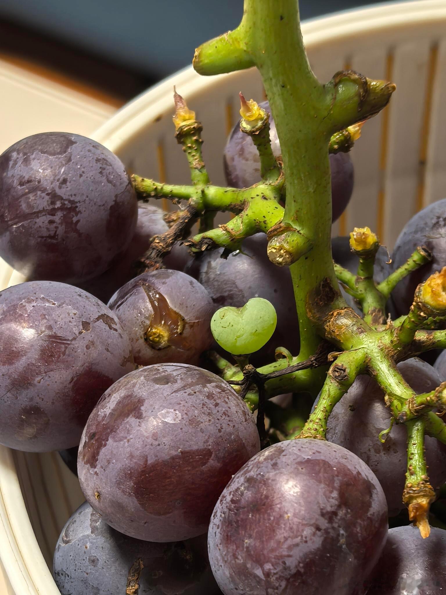 长了恋爱脑的🍇 