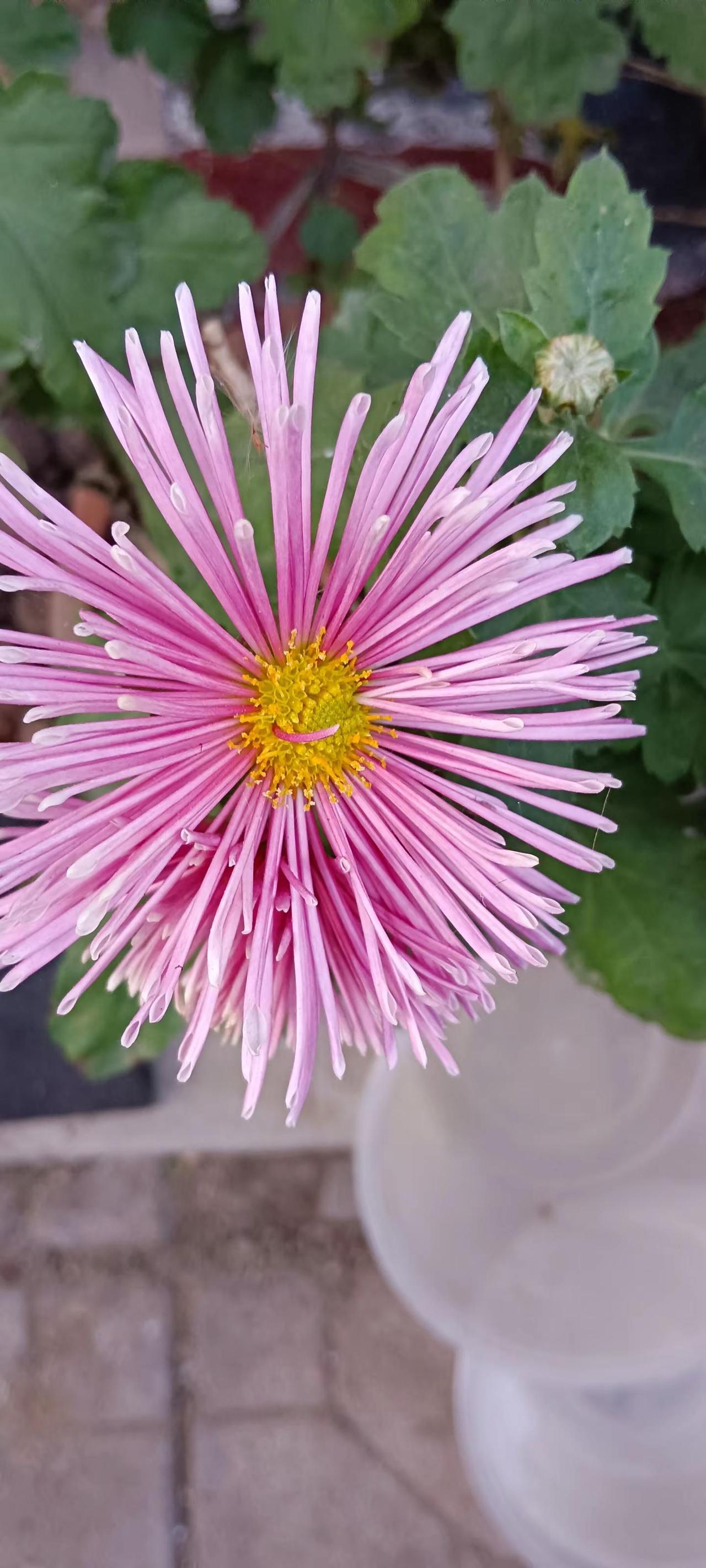 把爱绘成最美的风景🌹， 满屏春天愿你一路繁花🍇 。自由自在简简单单 🍁慢下