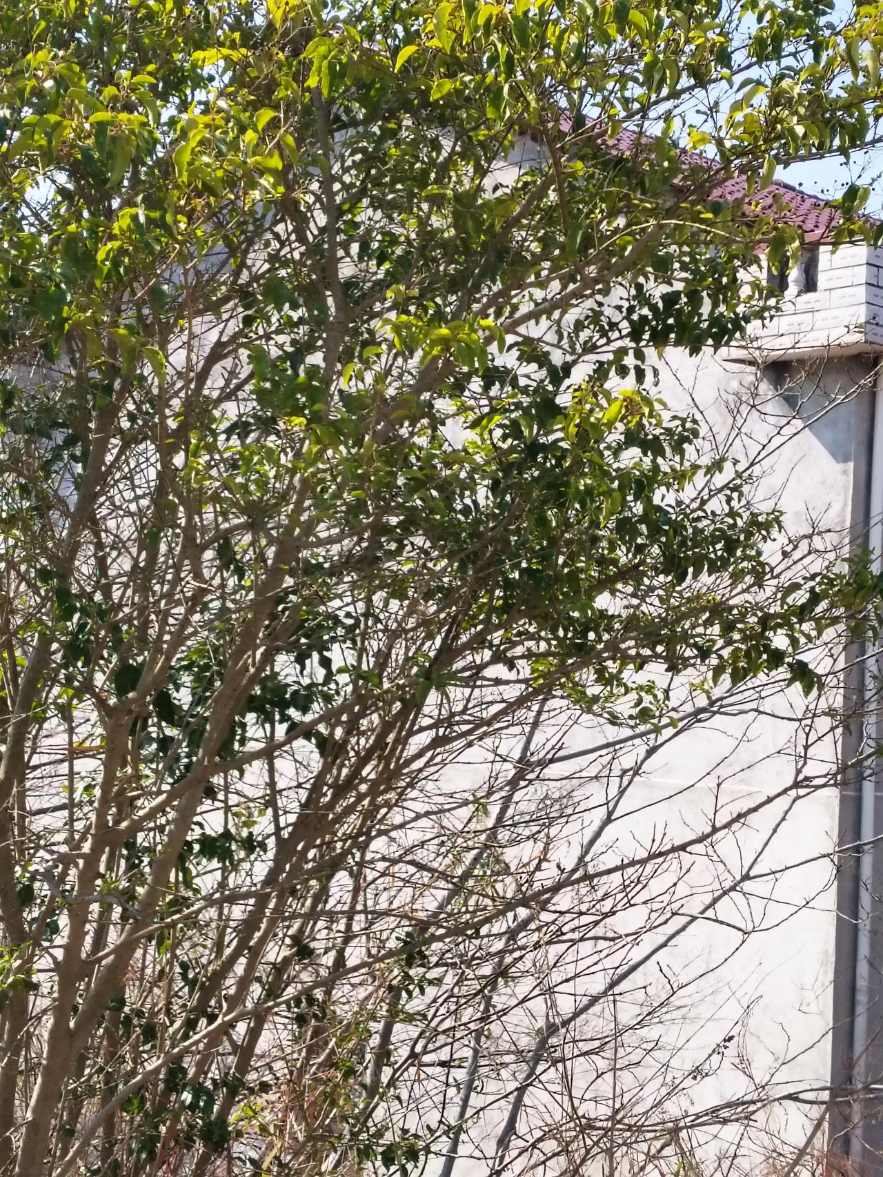 今年冬天的不同冬咏<五绝>