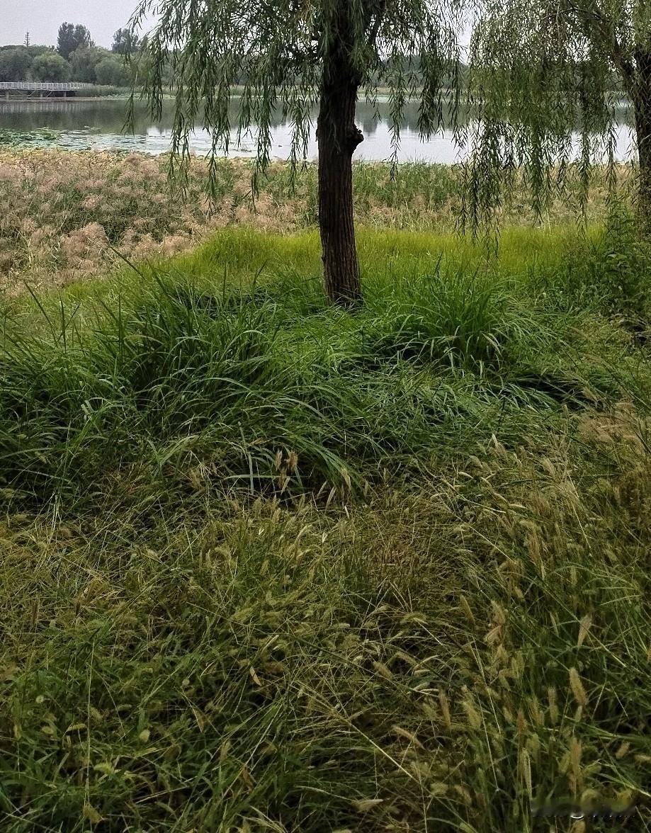 我婆婆很喜欢看以前的老片，我有时候也跟着看。

我婆婆说以前人的生活条件不好，你