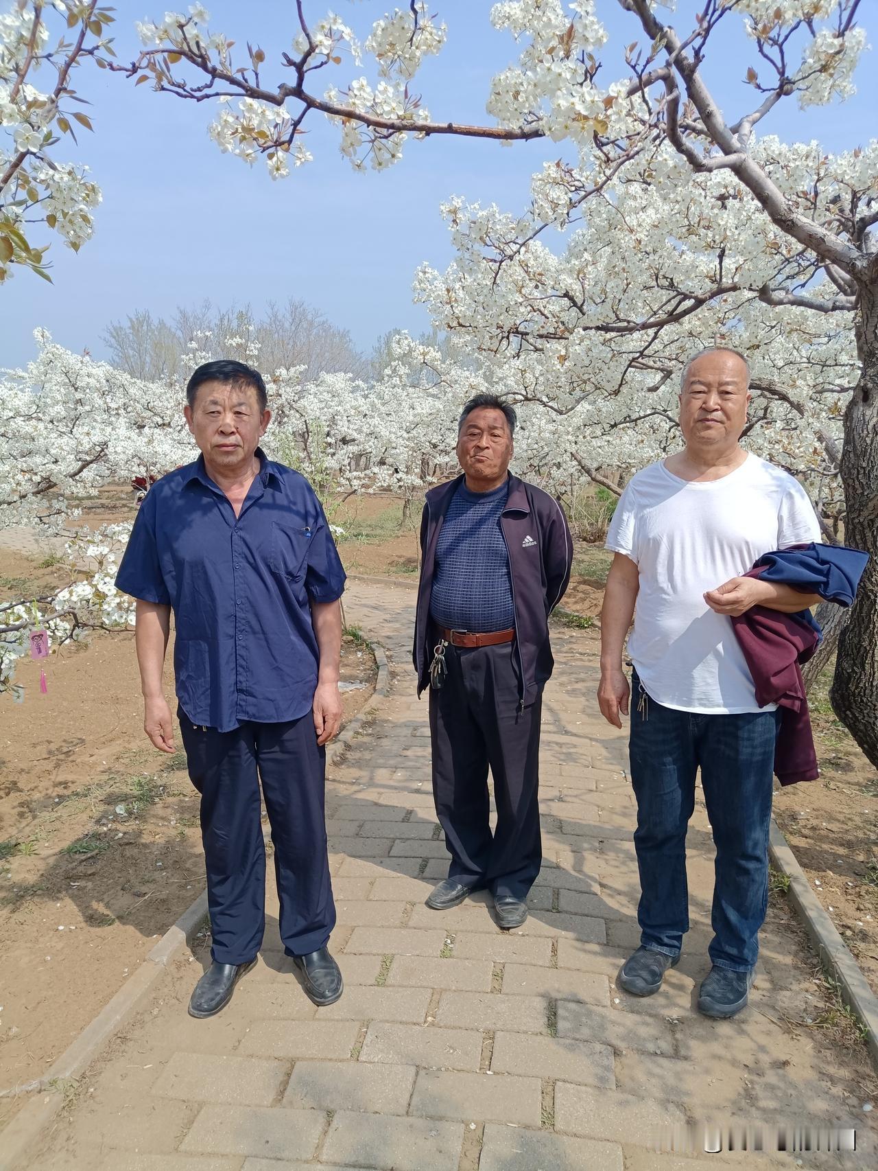 梨园雅聚
 
万树梨花映碧天，清芬漫野意悠然。
故交同赏春光好，笑对流年岁月宽。