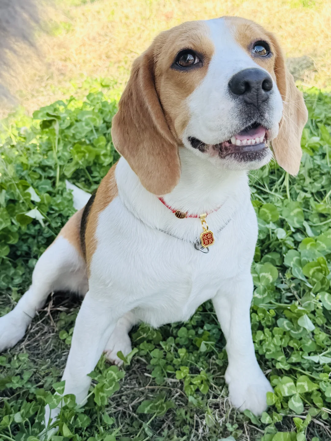 今日份长沙开福寺给毛孩子们求的平安符