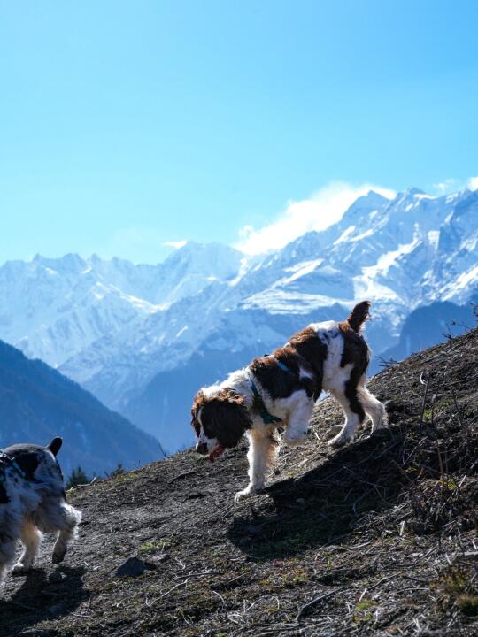 阿布的若丁山