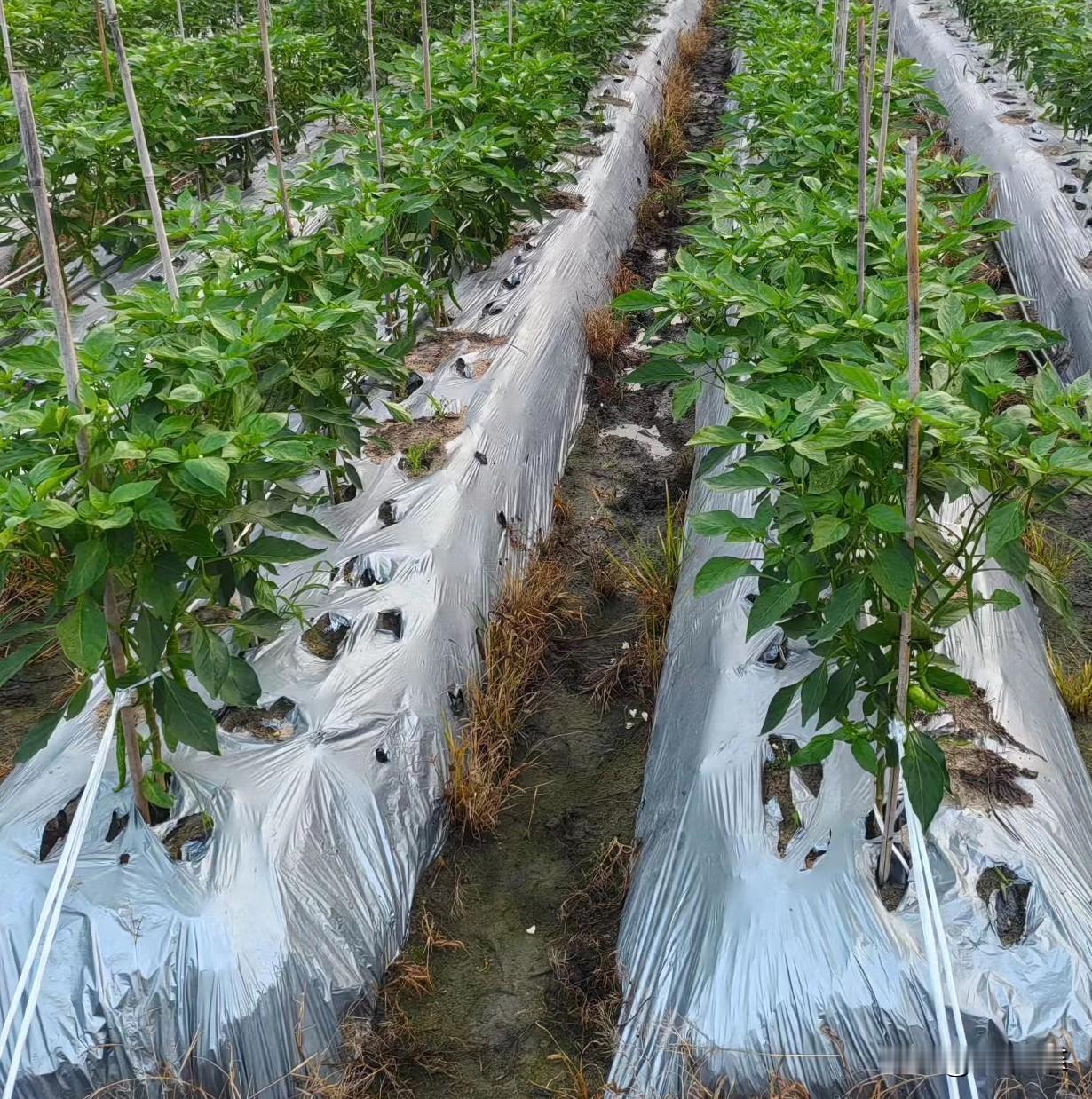 农药标签应该包含哪些内容?1️⃣ 产品基本信息
 
- 农药名称（通用名/商品名