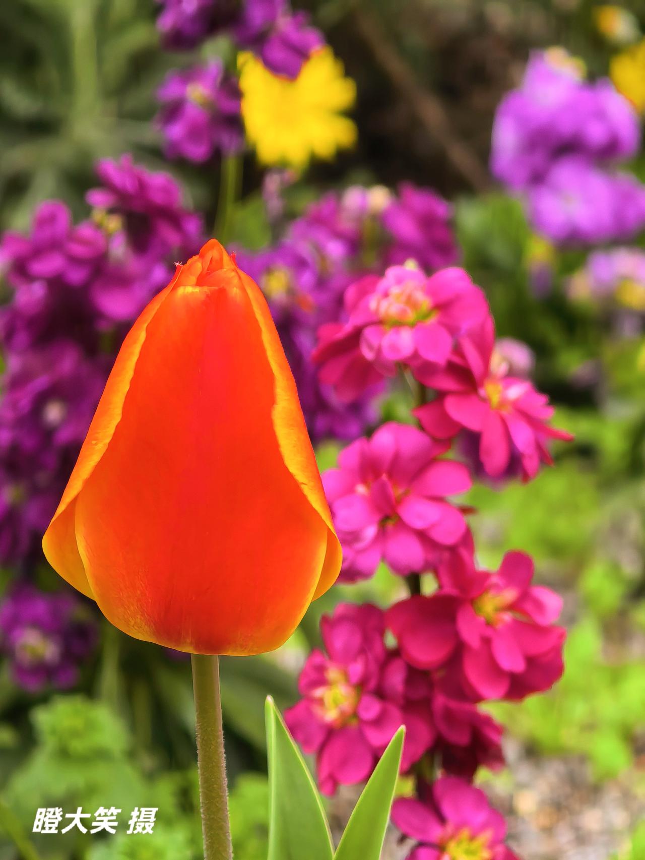 发一张你相册最近拍的花在一片热闹的花丛里，一枝郁金香🌷在轻轻摇曳，它花苞饱满，