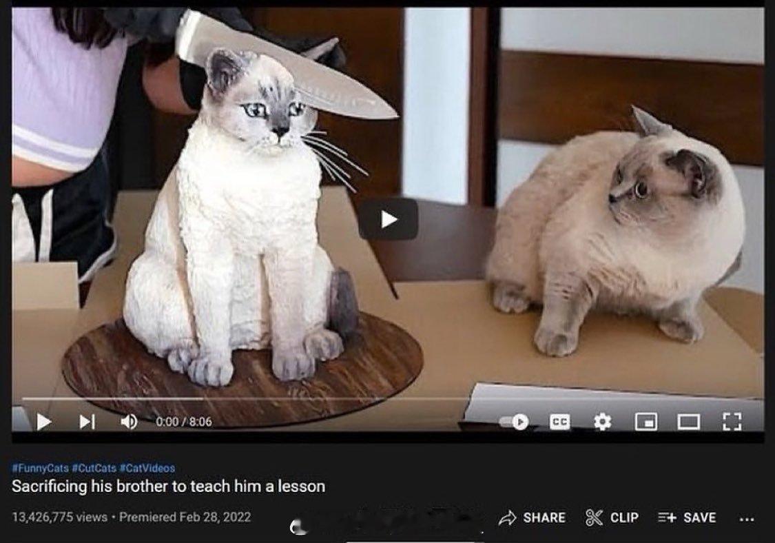“从此猫猫再也没有抓过沙发” ​​​