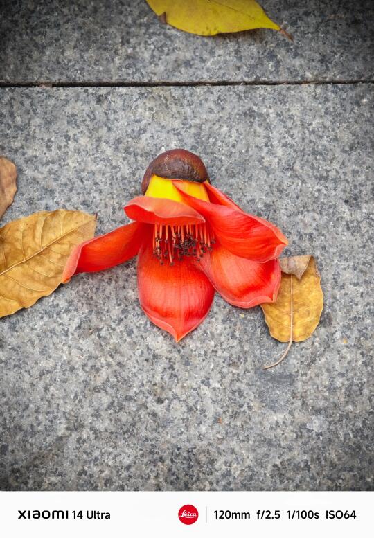 又到了执木棉花的季节了