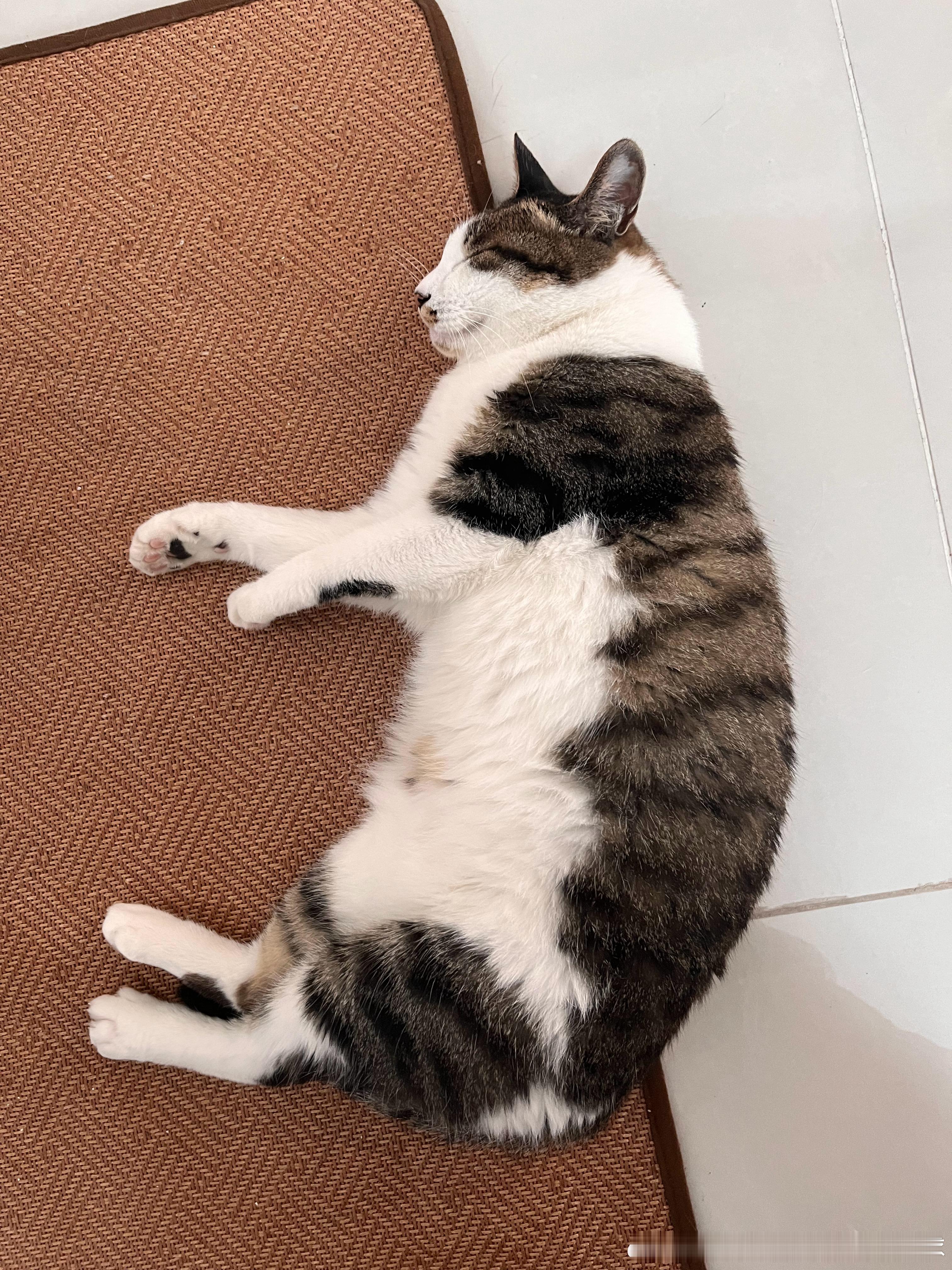 反犬旁小猫 