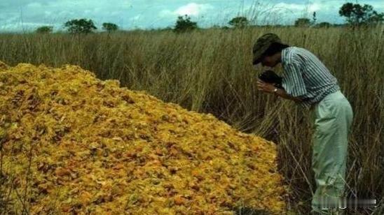 1997年，1.2万吨橘子皮被丢进了自然保护区，当地法院以“污染环境”为由，勒令