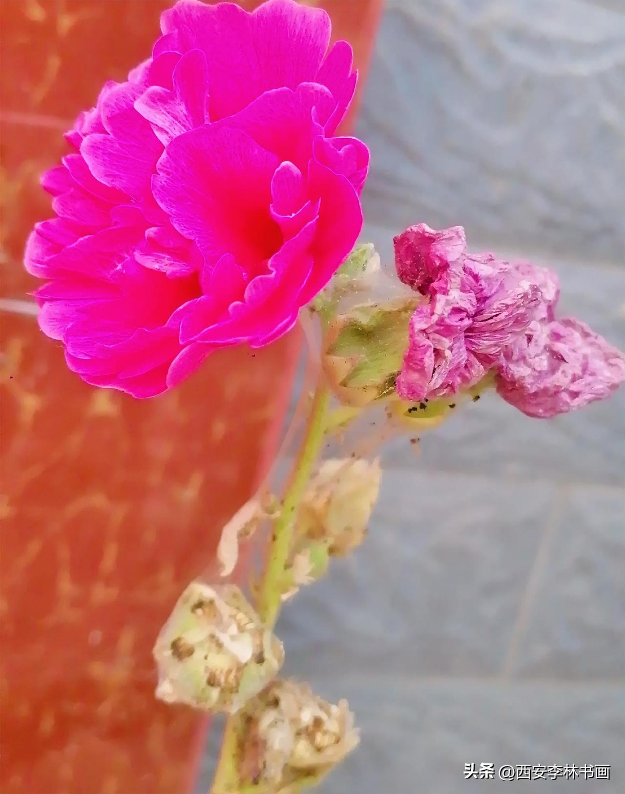 《鲜枯蜀葵花（李林摄）》