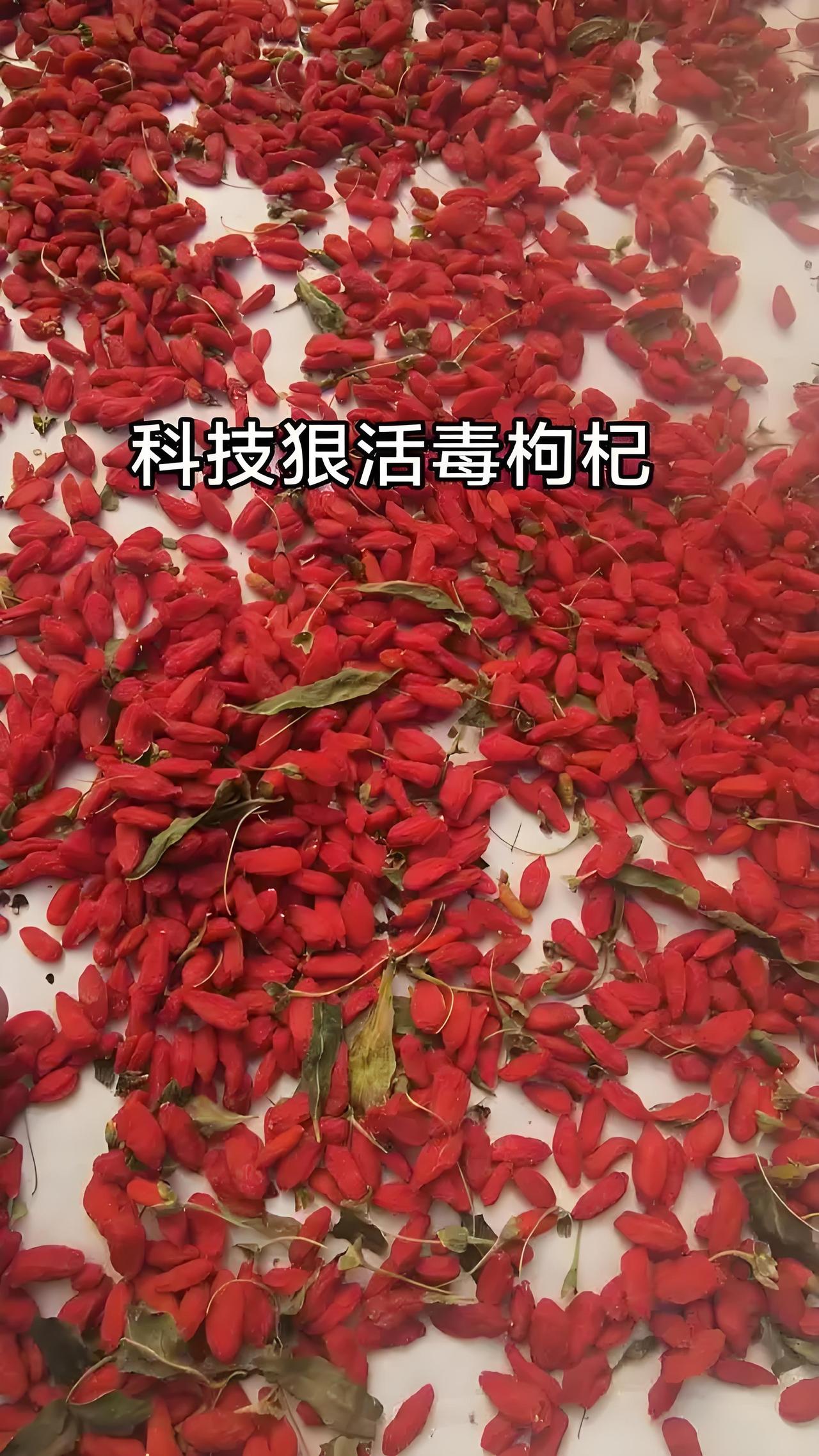 红得发亮的枸杞
       千万别买！
全是商家用“科技狠活”搞出来的！

央