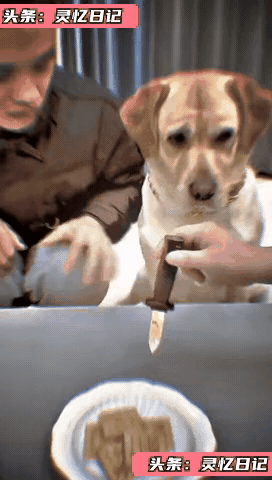 汪星人:这班人在干嘛？