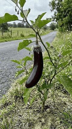 不经历风霜，
哪有生命怒放！[赞]