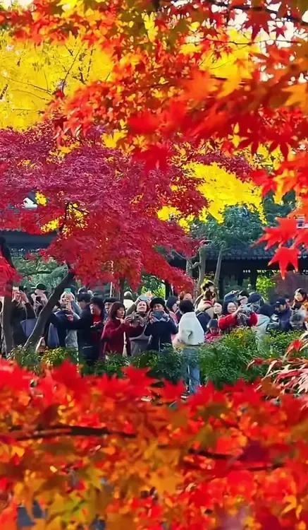 秋日赏枫，红黄交织，美不胜收！🍁🍂🍂上海桂林公园 公园秋季美景 手机随拍红