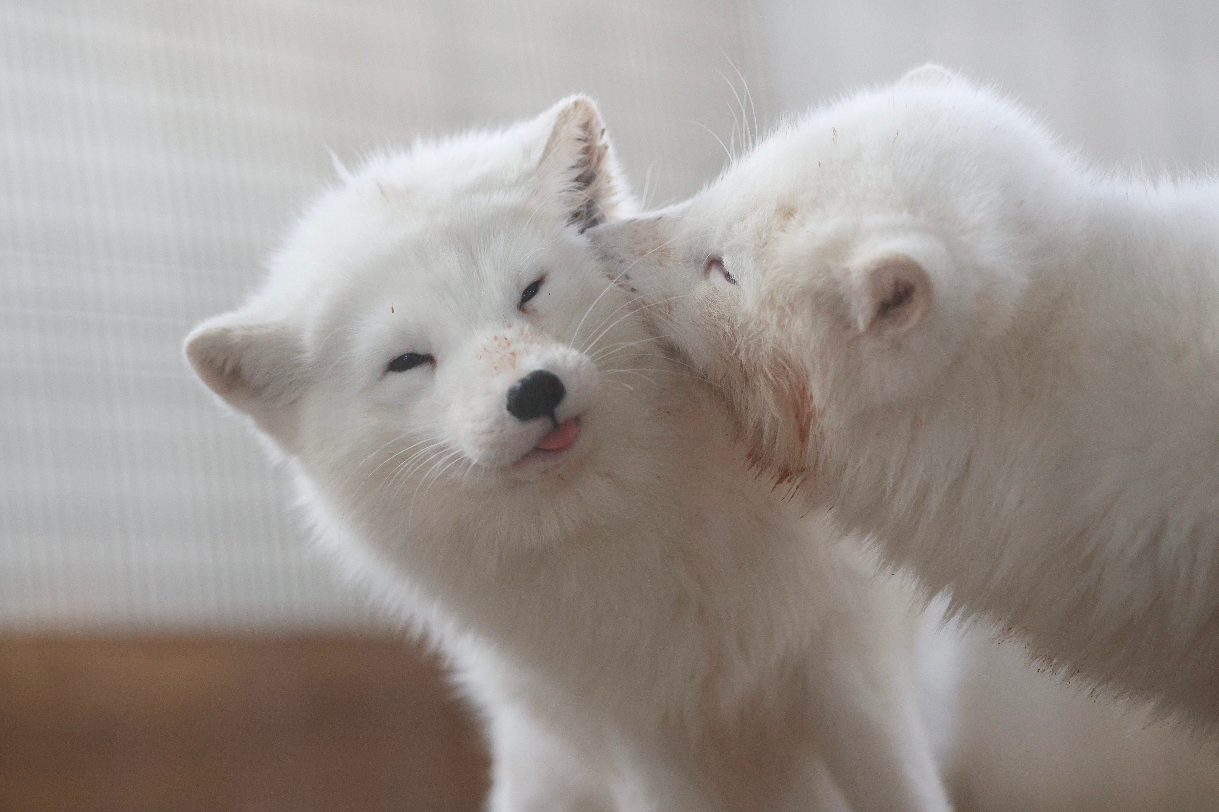 狐狸 虽然不能和赤狐对比，但是和纯白色的傻瓜狐狐一对比，我们白金狐狐就显得异常聪