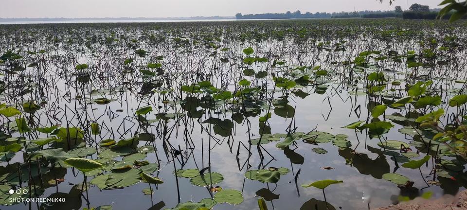 要说初夏哪里最美？我一定投太白湖一票。早早起床，简单收拾，来一场说走就走的骑行，