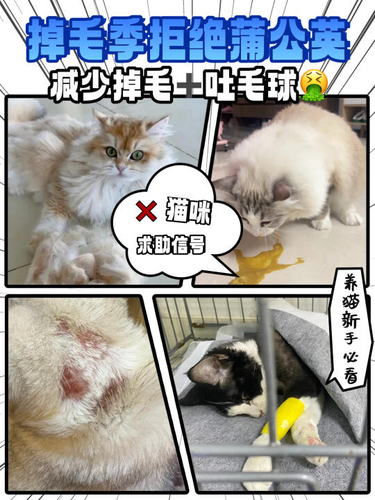 养猫人血泪经验：这俩东西真的不能省！