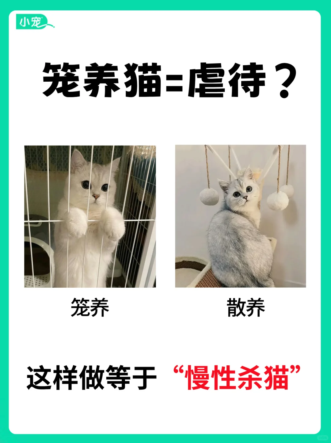 笼养猫=虐待？ 这些养猫误区你中招了吗