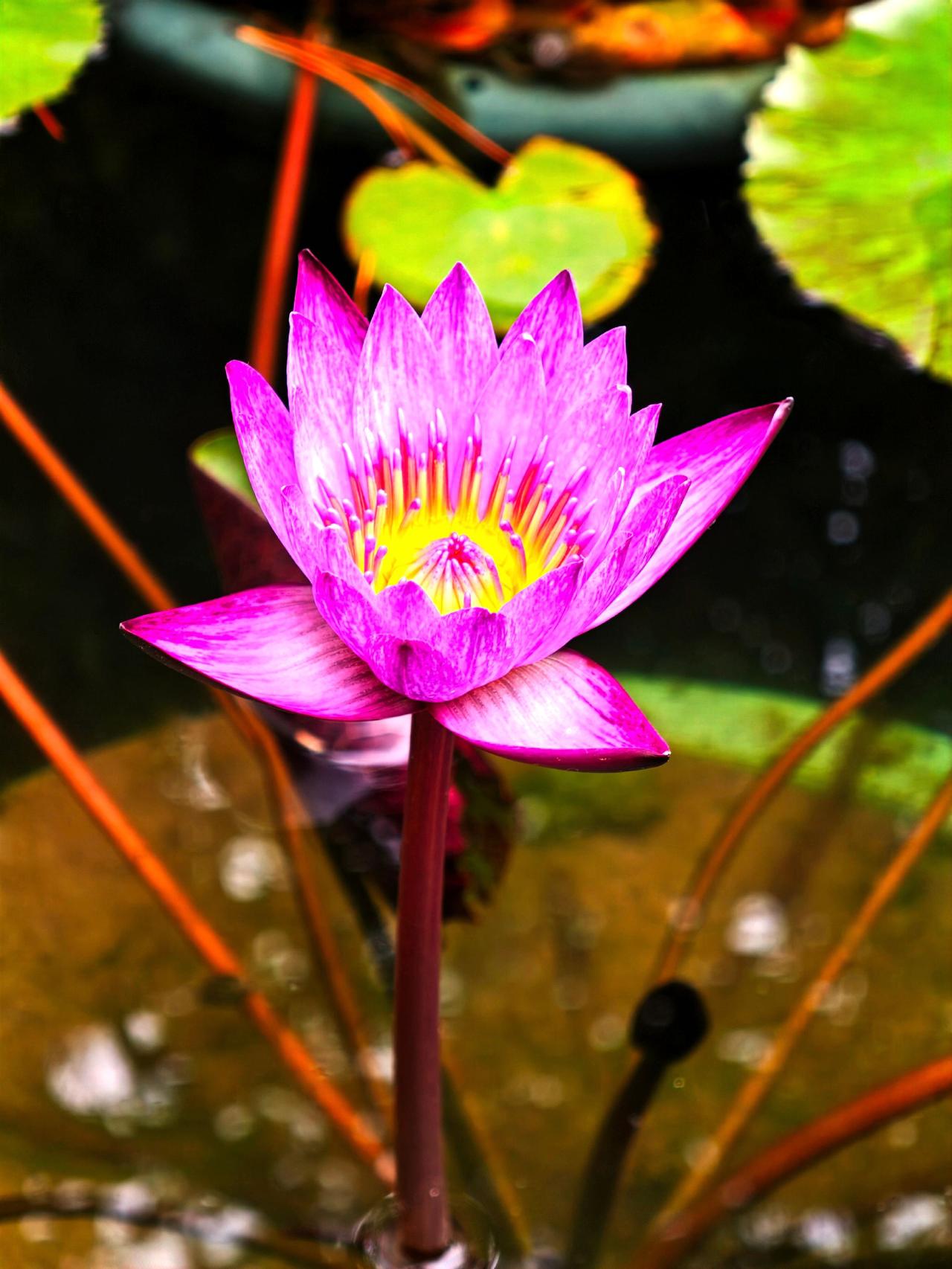 又见睡莲 观睡莲 睡莲花打卡地 邂逅睡莲 睡莲随拍