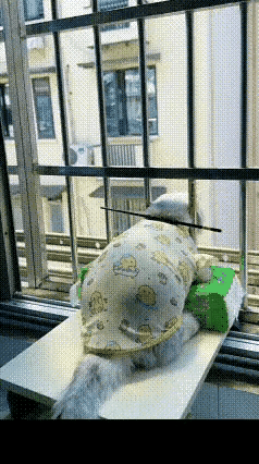 猫咪主人去上班了，担心猫咪独自在家会寂寞，特意制作了一个既能让猫咪欣赏外面风景，