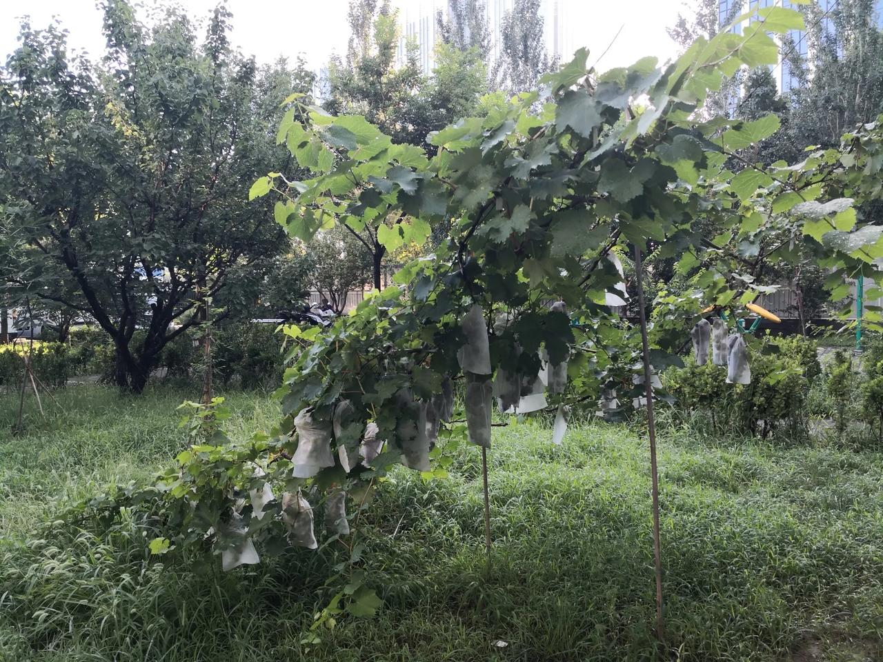 几场小雨过后，清 晨的北京气温降到了20度，早上在小区散步，微风习习，把我从头吹