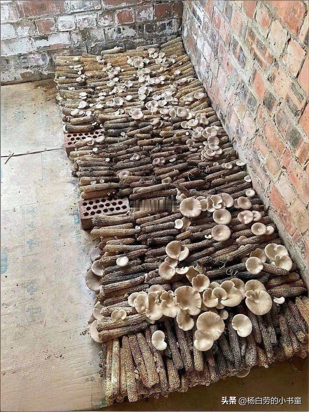 长见识啦，请问这是用的什么技术？
小时候这个玉米棒子芯儿都烧火做饭啦
谁知道家里