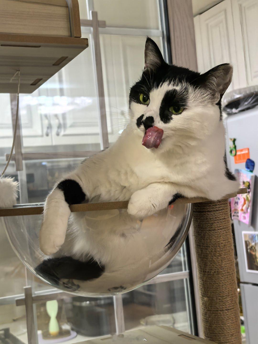 小猫可爱的样子能萌化世界小猫一气之下怒吃两口冻干